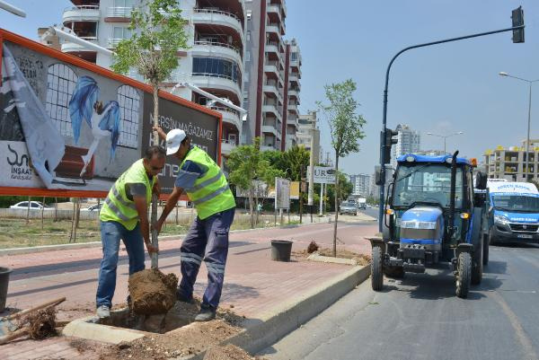 Mersin'de reklam panosu için ağaçları kim kesti?