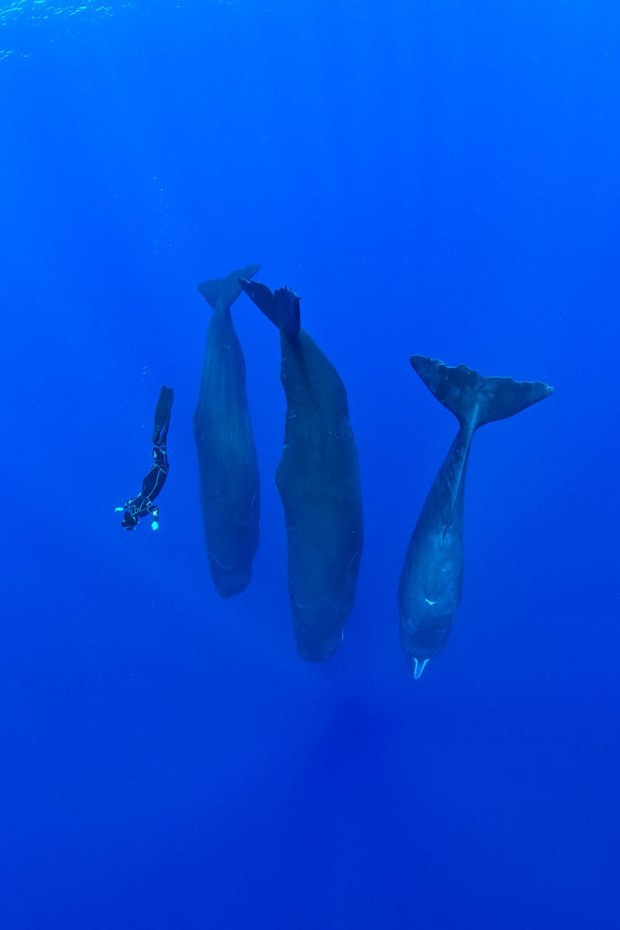 Balinalar dik şekilde uyurken görüntülendi