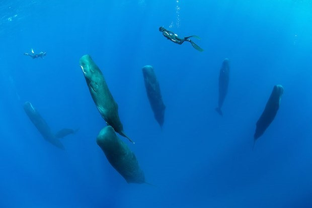 Balinalar dik şekilde uyurken görüntülendi