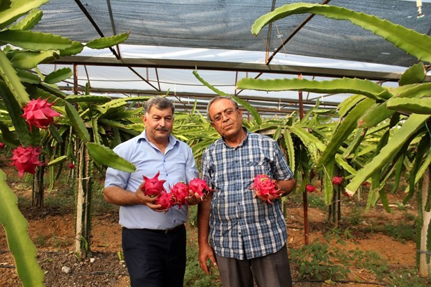Antalya'da yetişen meyve kapış kapış satılıyor