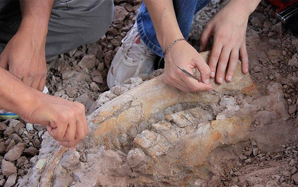 Ayağı takıldı 1 milyon yaşında fosil buldu