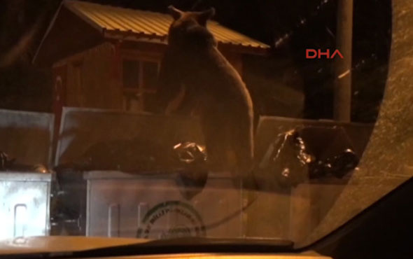 Uludağ'da aç kalan yavru ayı çöp konteynerlerinden yiyecek aradı