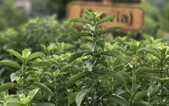 İlk stevia hasadı yapıldı isim babası Erdoğan'dı