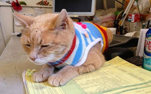 ABD'nin belediye başkanı kedisi öldü halk yas tuttu