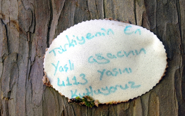 En yaşlı porsuk ağacına 4113'ncü yaş günü kutlaması