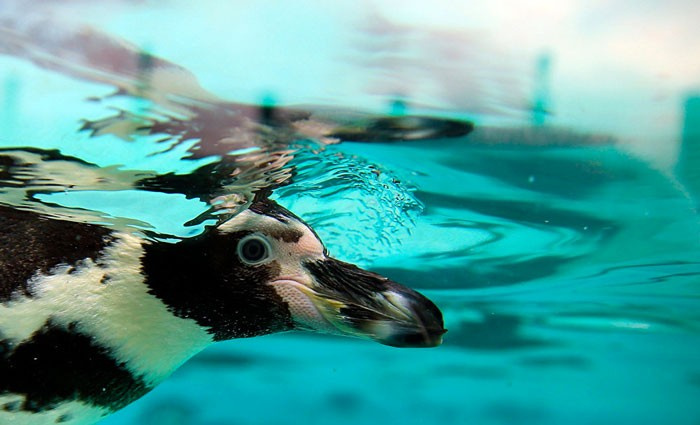 İngiltere'de hayvanat bahçesinde penguenleri katlettiler