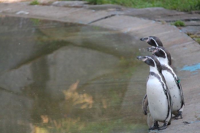 İngiltere'de hayvanat bahçesinde penguenleri katlettiler
