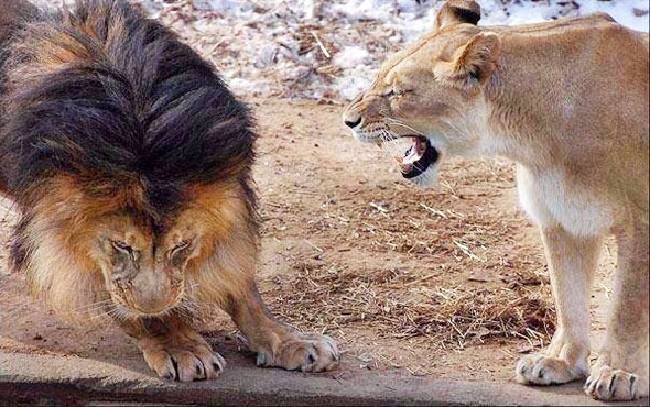 Anne aslandan erkek aslana büyük ders karizma yerle bir