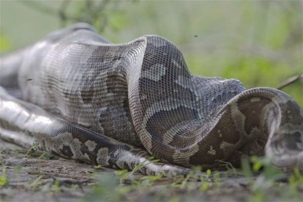 3 metrelik piton koca bir impalayı tek seferde böyle yuttu!