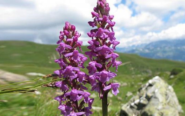Yabani orkide için 42 bin lira ceza kesildi