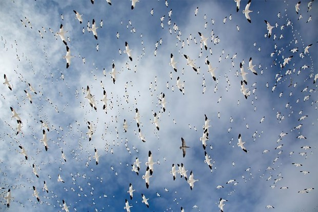 Bunlar vahşi yaşamdan çok özel fotoğraflar ve kazananlar!