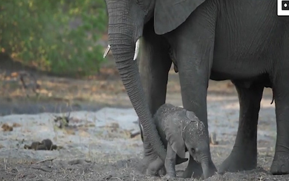 Yeni doğan yavru filin llk defa ayaklarının üzerinde durmaya çalıştığı anlar