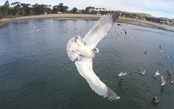 Havada drone ile karşı karşıya gelen martı