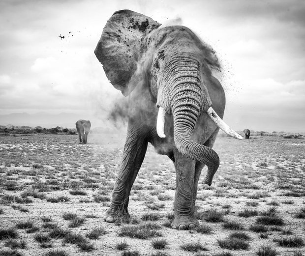 2017 National Geographic Yarışmasının favorileri belli oldu...