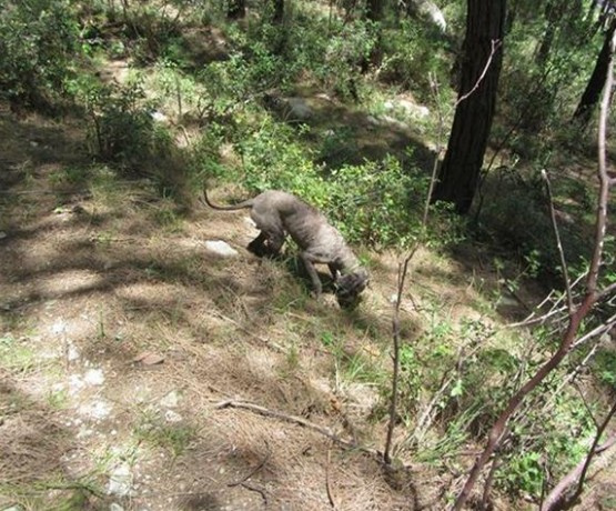 Hatay'da bulundu kilosu 2 bin euro kralların yiyeceği trüf mantarına bakın