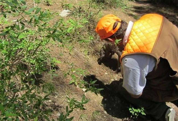 Hatay'da bulundu kilosu 2 bin euro kralların yiyeceği trüf mantarına bakın