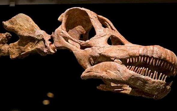 En büyük dinozorun fosilleri keşfedildi