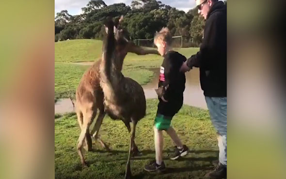 Kanguru çocuğu böyle yumrukladı