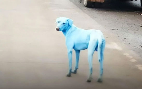 Mavi köpeklerin esrarı çözüldü sebebi ürkütücü
