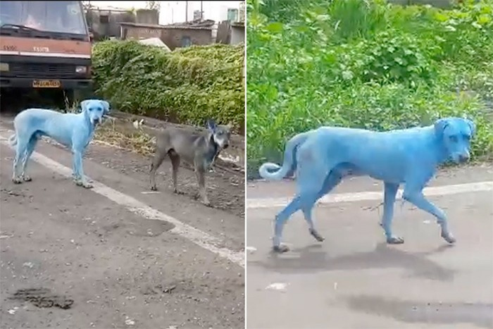 Mavi köpeklerin esrarı çözüldü sebebi ürkütücü