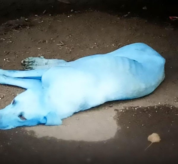 Mavi köpeklerin esrarı çözüldü sebebi ürkütücü