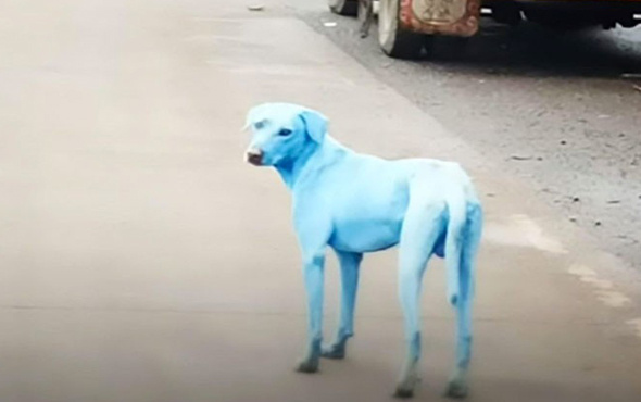 Dünyayı ayağa kaldıran mavi köpeklerin esrarı çözüldü