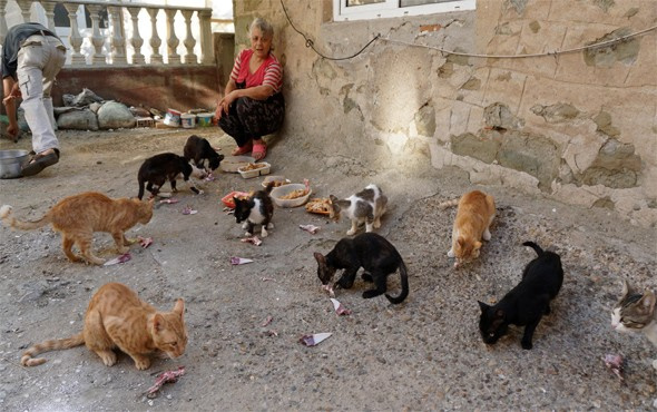 Emekli maaşıyla hasta oğlu ve 100 kediye bakıyor