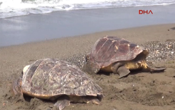 Tedavi edilen kaplumbağalar denize bırakıldı