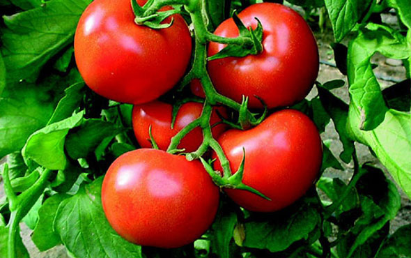 Türkiye tarihinde ilk kez Katar'a domates sattı