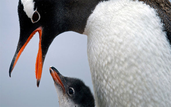 Şili penguenlerin geleceği için maden aramaktan vazgeçti