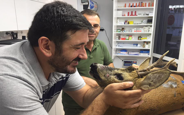Köpeklerin saldırısında yaralanan karaca tedavi edildi