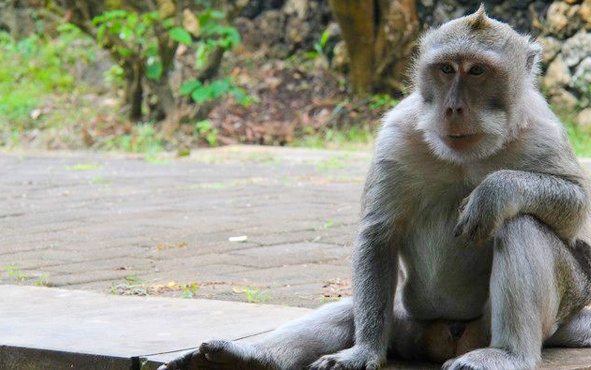 Maymunlar cehennemi filmi Endonezya'da gerçek oldu