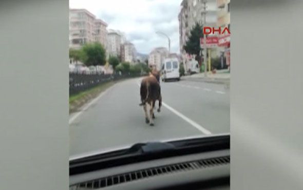 Trabzon’da kaçan boğa trafiğe daldı