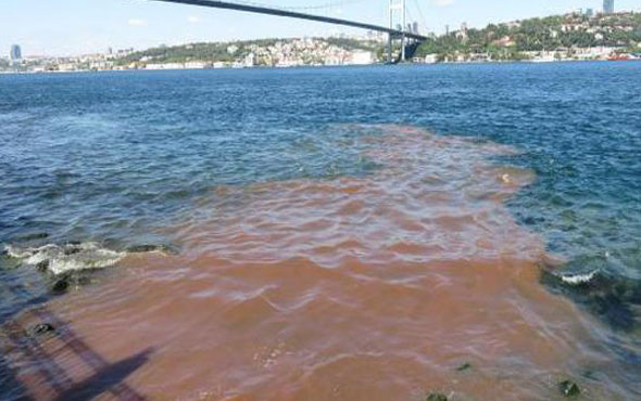 İstanbul Boğazı'na yine kurban kanı aktı