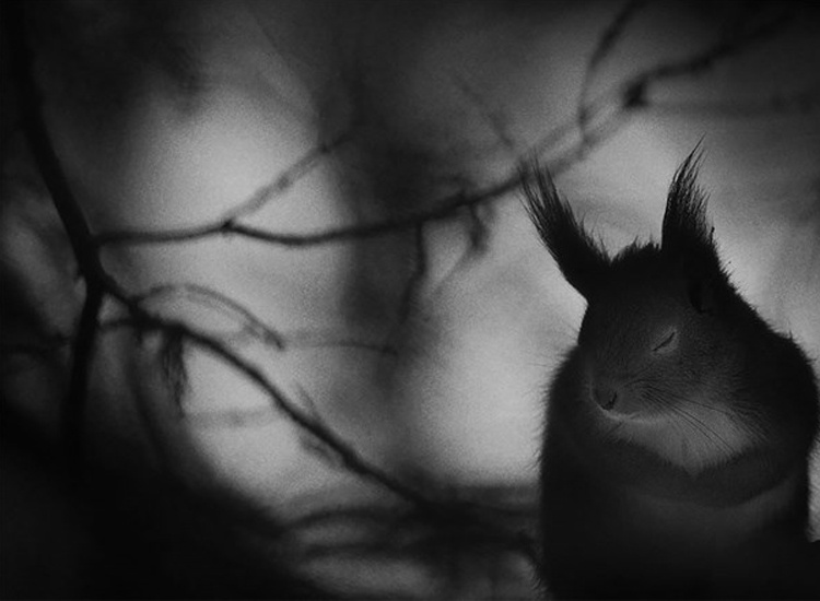 2017 Vahşi Yaşam Fotoğrafları yarışması finalistleri belli oldu