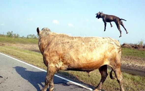 Uçan Pitbullu görenler şaştı kaldı bir anda saldırdı ama...