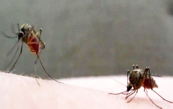 Avrupa'da "chikungunya virüsü" alarmı