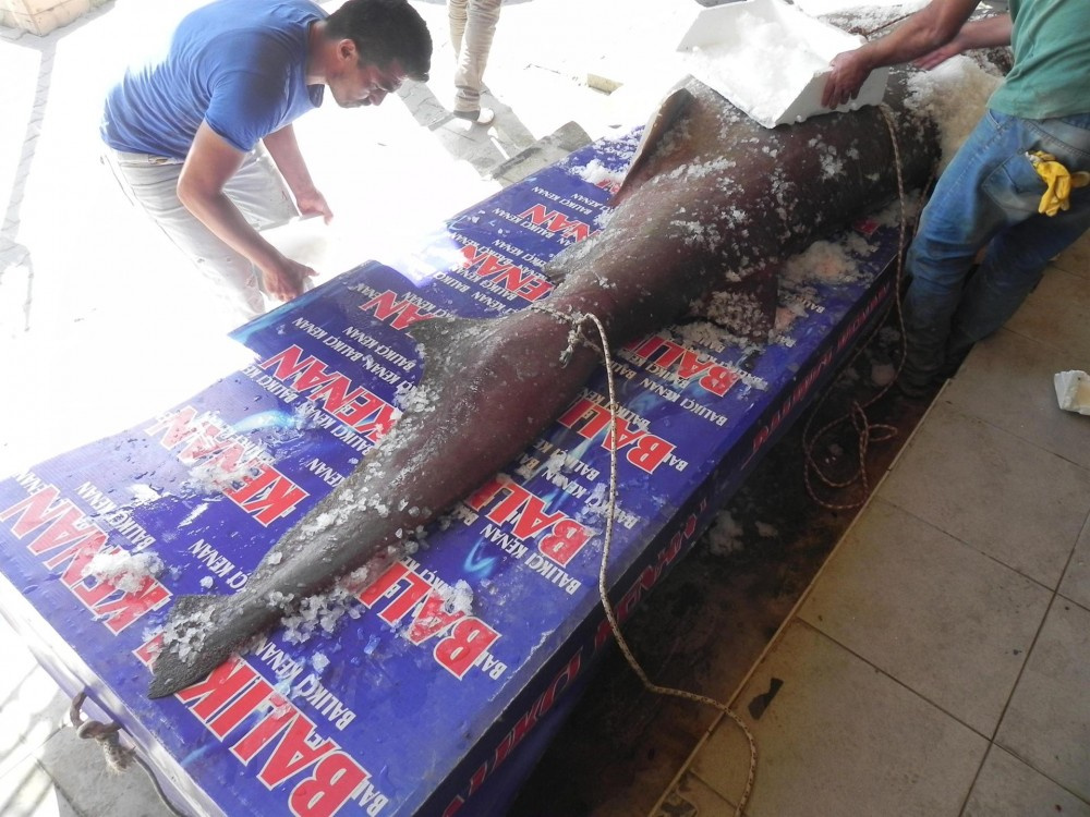 1 ton 200 kilo ağırlığındaki köpek balığı yakaladılar
