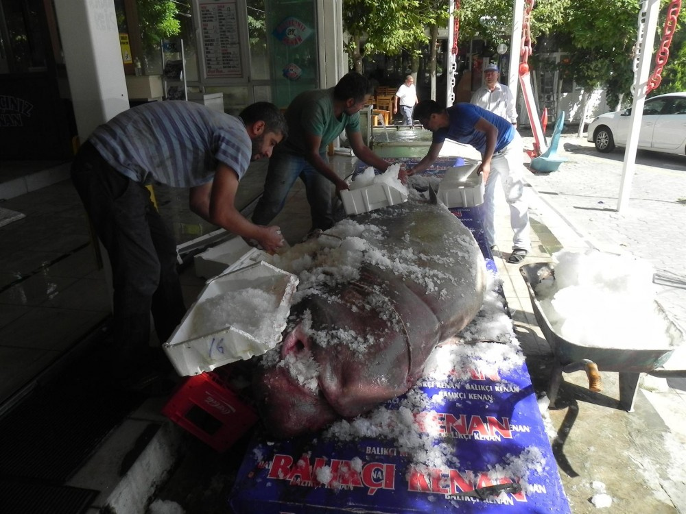 1 ton 200 kilo ağırlığındaki köpek balığı yakaladılar