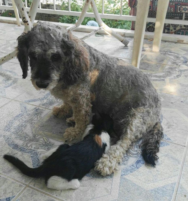 Muğla'da yavru kediyi emziren köpek herkesi şaşkına çevirdi
