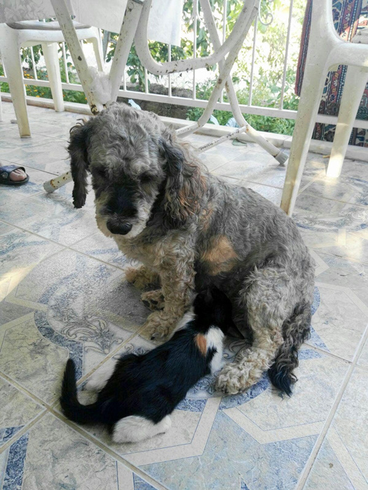 Muğla'da yavru kediyi emziren köpek herkesi şaşkına çevirdi