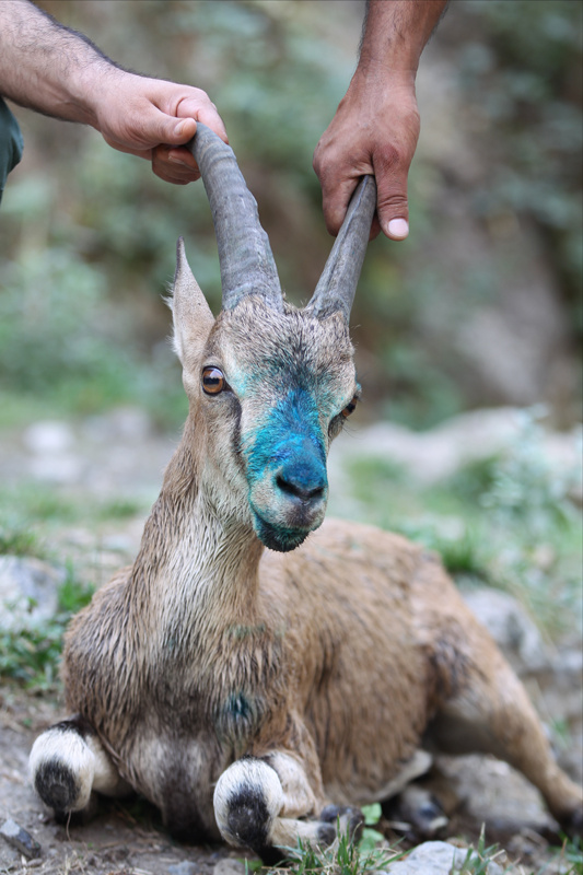 Hakkari'de tedavi edilen yaban keçisi doğaya bırakıldı