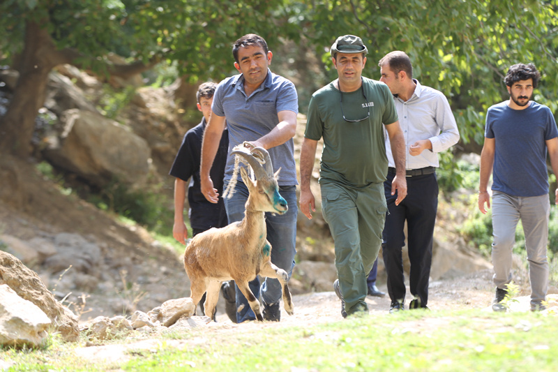 Hakkari'de tedavi edilen yaban keçisi doğaya bırakıldı