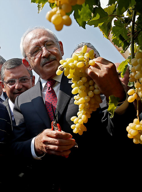 Kılıçdaroğlu 'üzüm mitingi' öncesi üzüm kesti