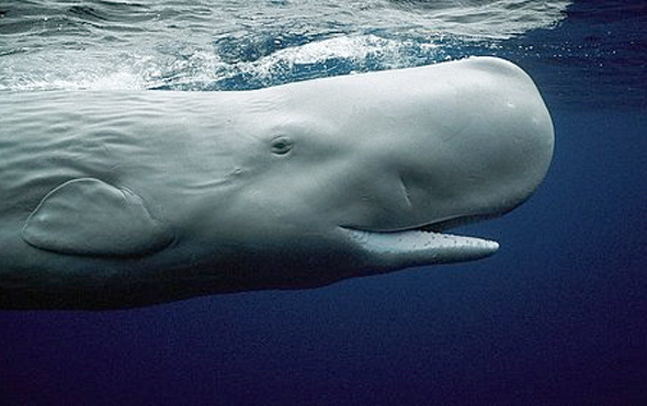 İspermeçet balinalarının karaya vurma nedeni