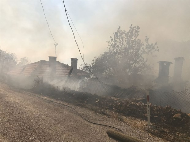 Muğla'daki yangında şok! Arılar çıldırdı köy evleri yandı