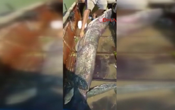 80 kiloluk balık yakaladılar
