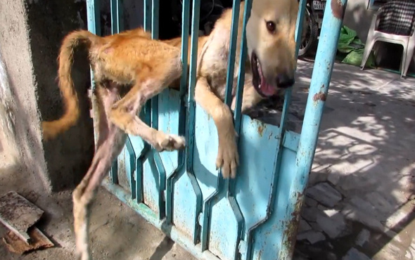 Kapıya sıkışan köpeği böyle kurtardılar