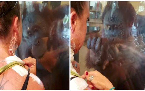 Vücudunda yanıklar olan kadınla karşılaşan orangutan bakın ne tepki verdi