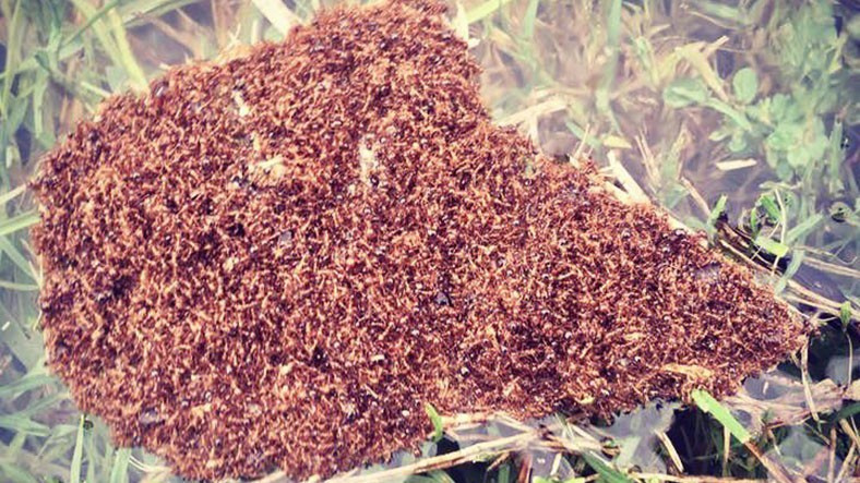 Karıncaların kaçışını gören şoke oluyor! Akıl sır ermez